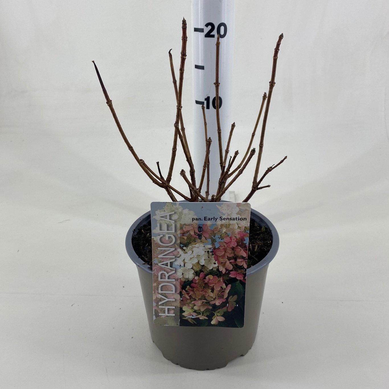 Hydrangea pan. 'Early Sensation' - C3 20-30 CM